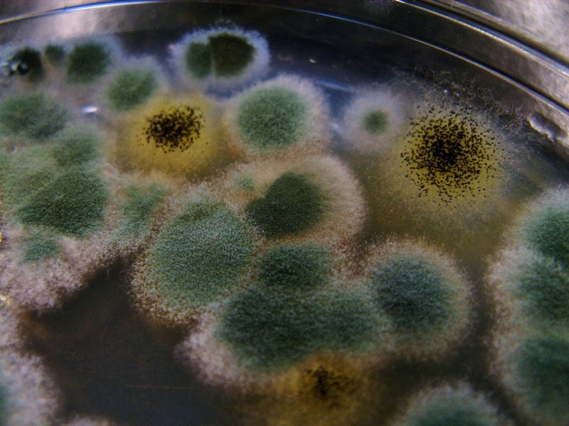 penicillium chrysogenum colonies