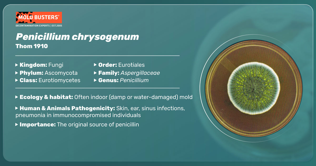 Penicillium chrysogenum Penicillium chrysogenum