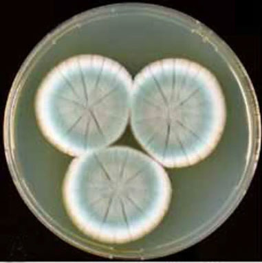 penicillium rubens