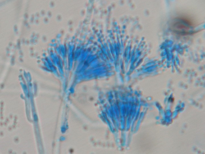 penicillium sp conidiophore