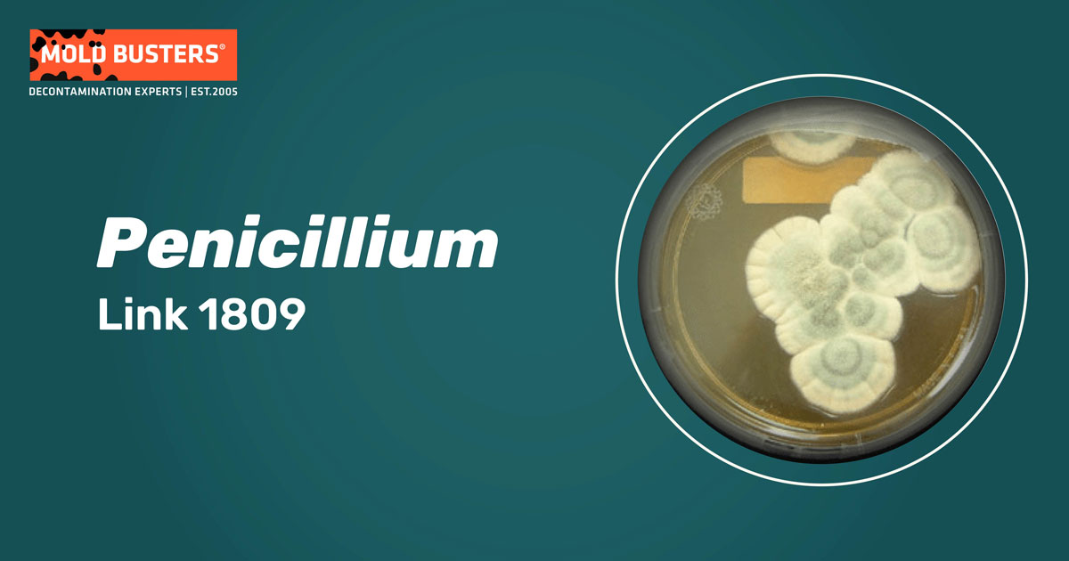 Penicillium Penicillium