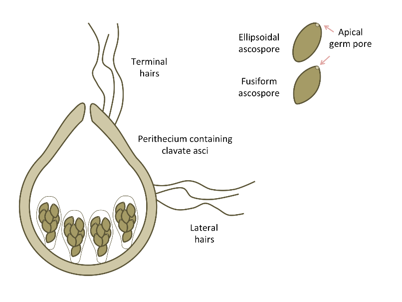 representation of the chaetomium ascoma