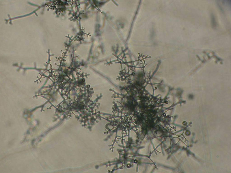 trichoderma sp young conidiophore