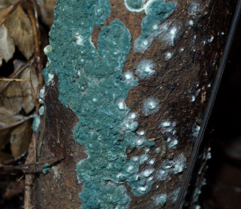 trichoderma viride on plant debris