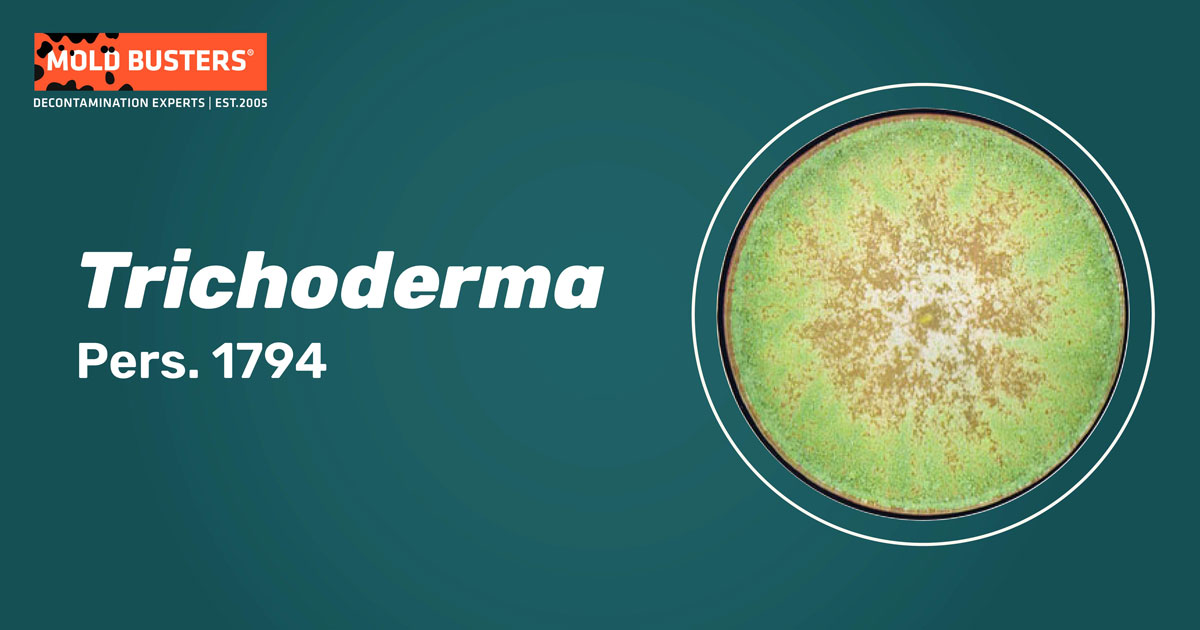 Trichoderma Trichoderma