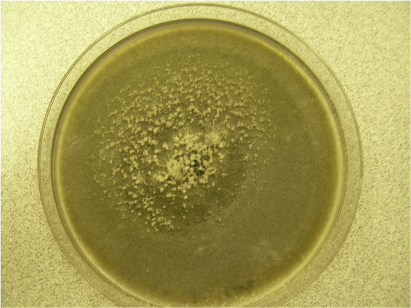 ulocladium growing on a potato dextrose agar plate