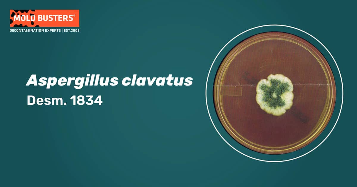 Aspergillus clavatus