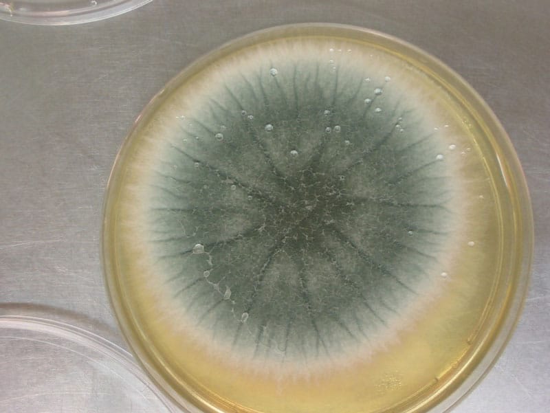 aspergillus fumigatus colony