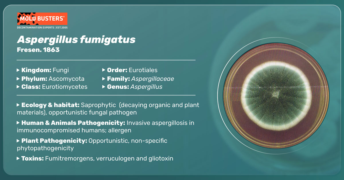 Aspergillus fumigatus Aspergillus fumigatus