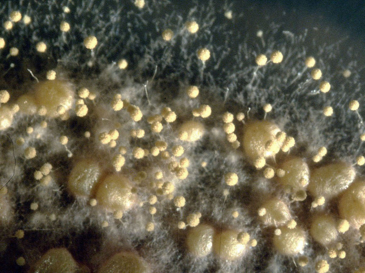 aspergillus ochraceus sclerotia