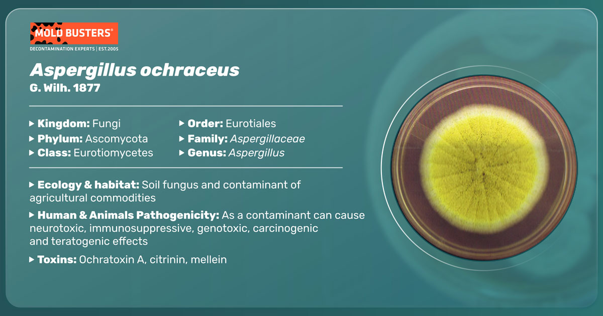 Aspergillus ochraceus Aspergillus ochraceus