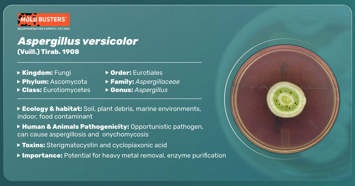 Aspergillus versicolor Aspergillus versicolor