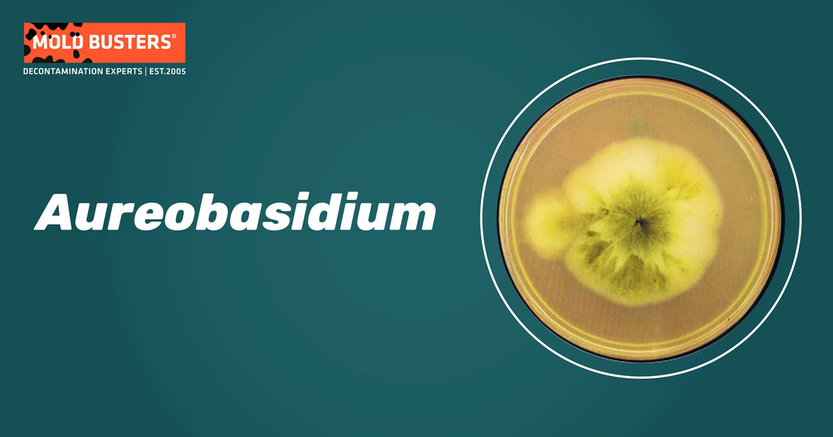 Aureobasidium Species Allergy Health Effects Treatment Mold Busters