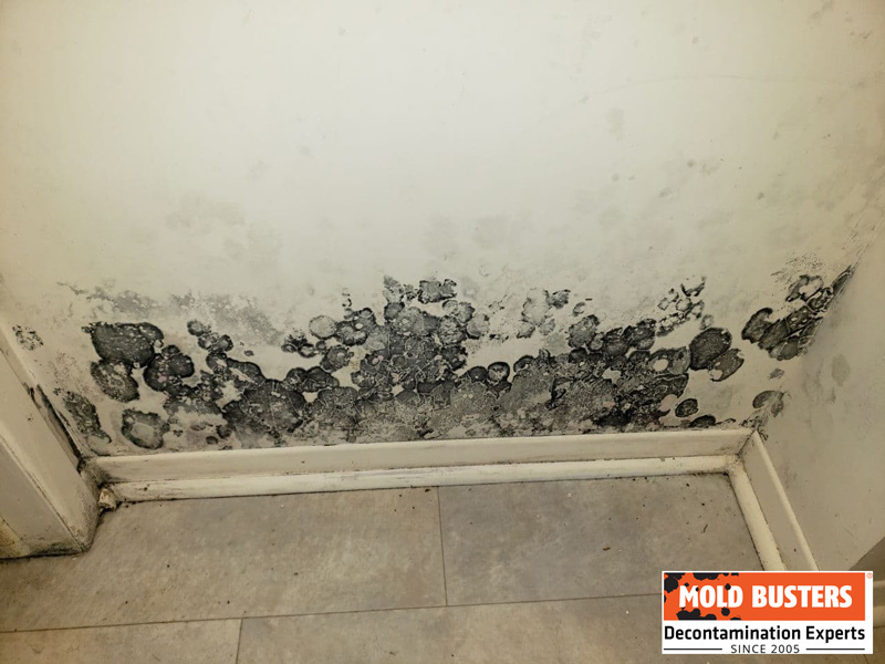 black mold infestation