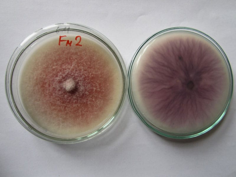 fusarium sp cultures