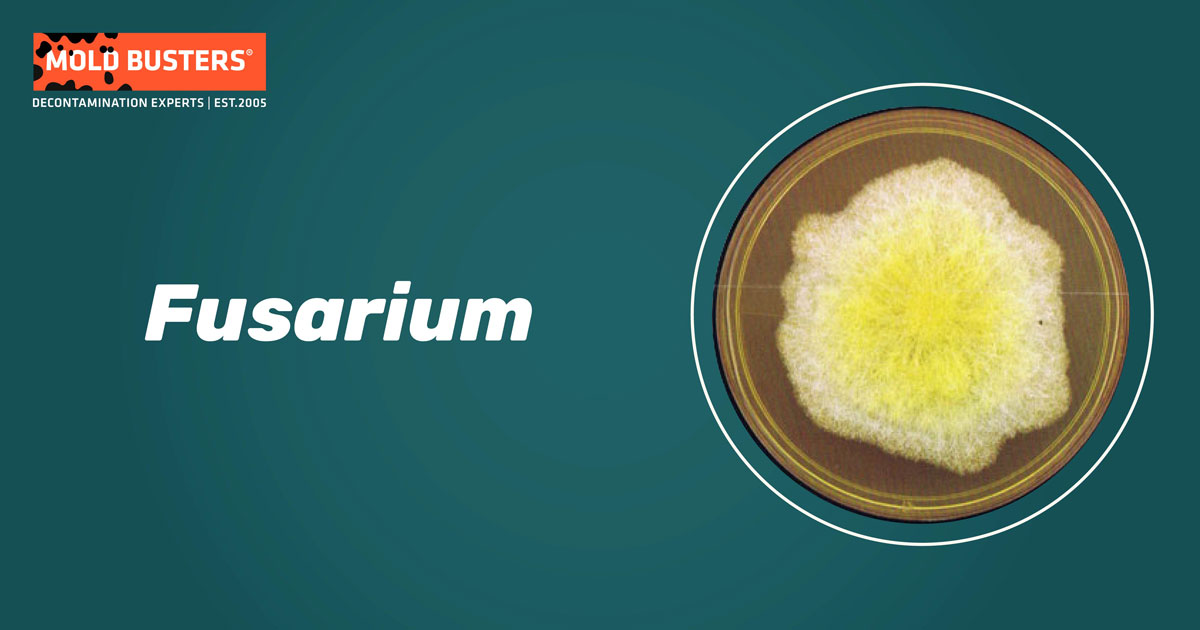 Fusarium Fusarium