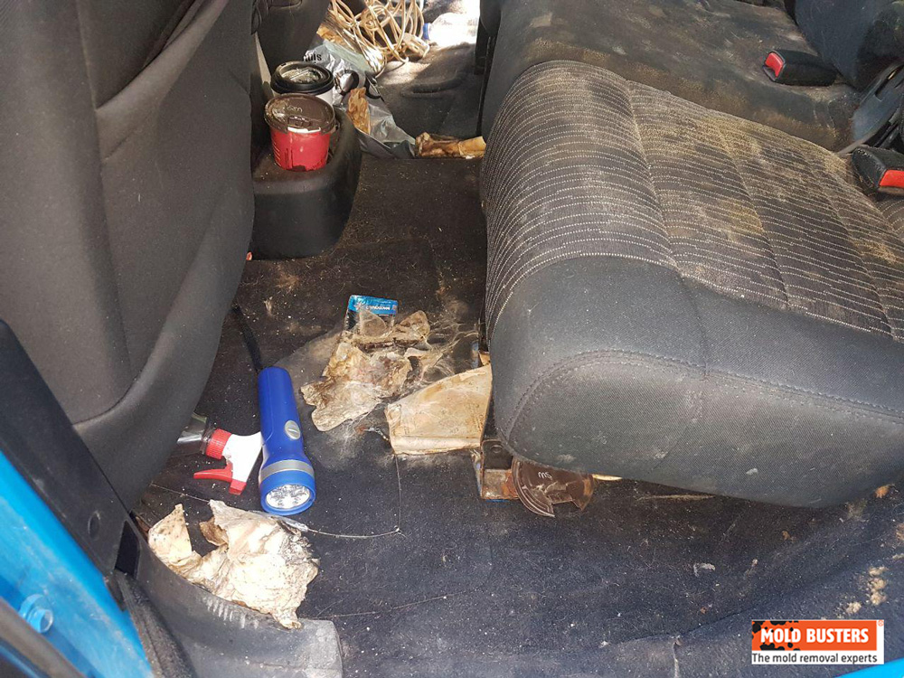 Pourriture, mousse et champignons : une voiture en décomposition découverte  dans un parking à Lyon