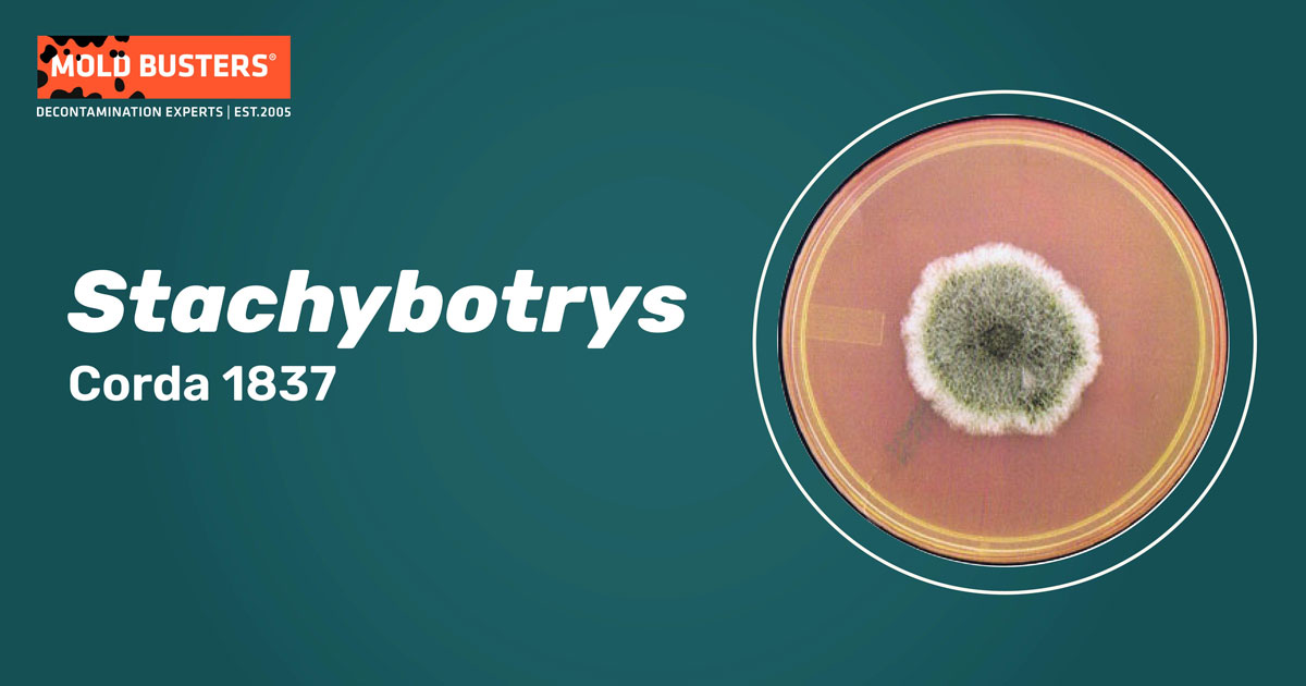 Stachybotrys Stachybotrys