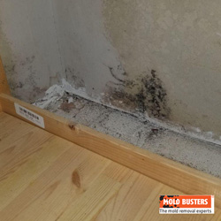 black mold on drywall