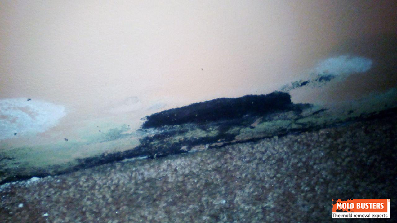 What Is Black Mold Pictures And Symptoms Of Black Mold