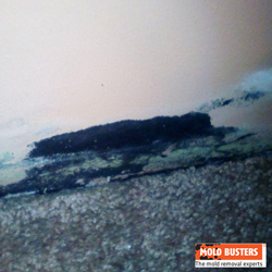 black mold on wall