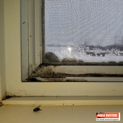 black mold on windows