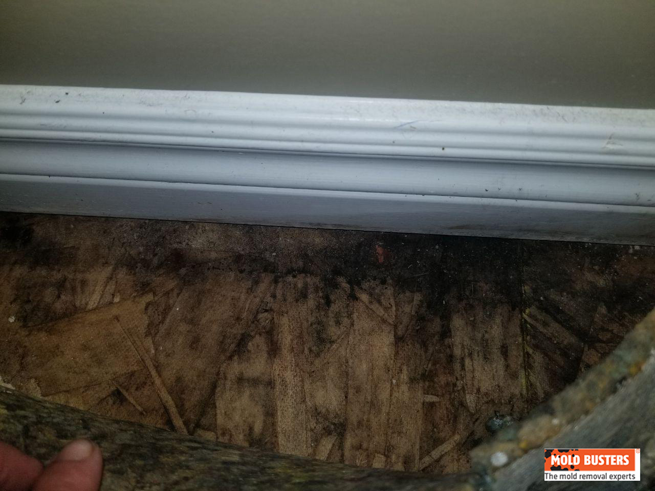 What Is Black Mold Pictures And Symptoms Of Black Mold