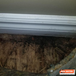 black mold under carpet