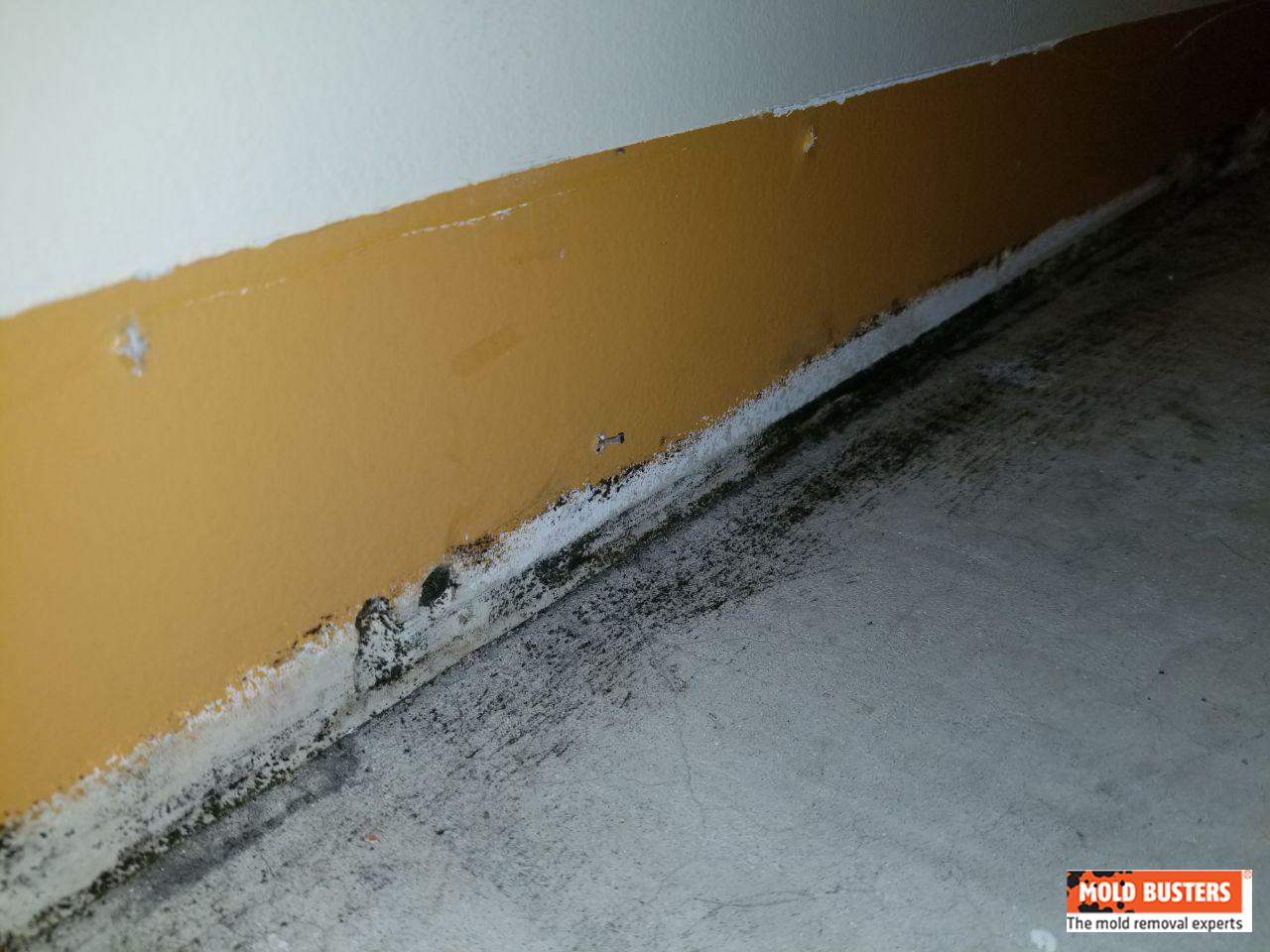 What Is Black Mold? | Pictures