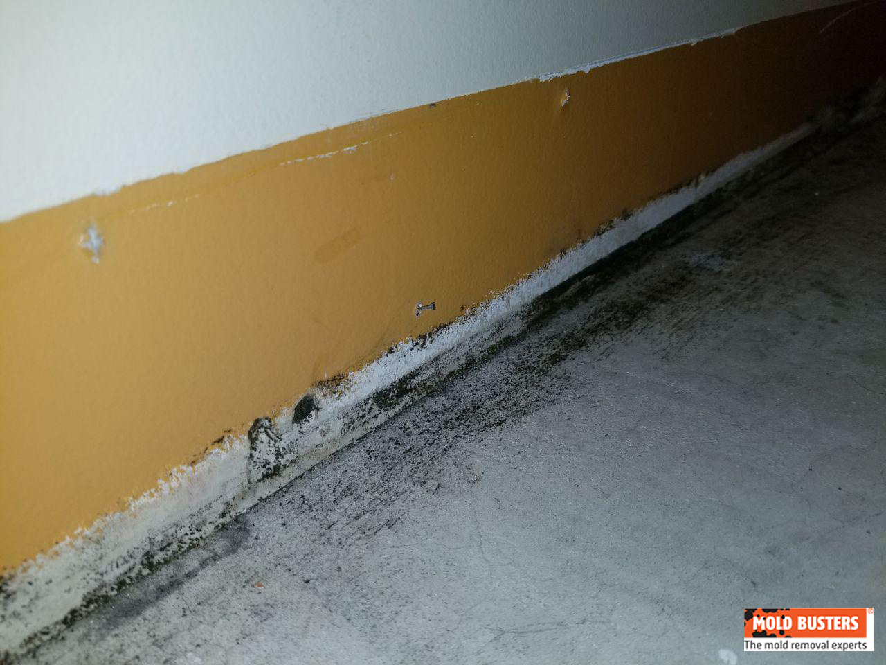 What Is Black Mold Pictures Symptoms Of Black Mold