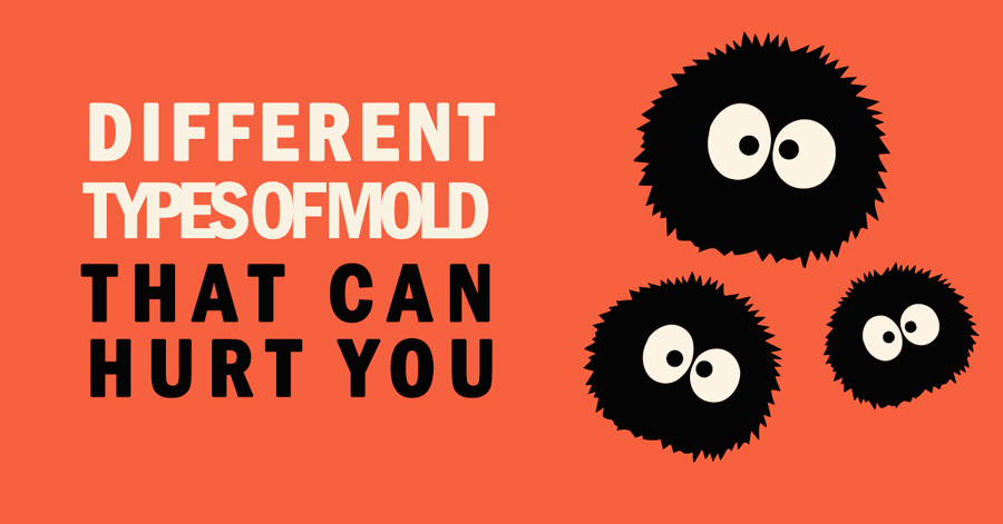 15 Types of Toxic Mold That Can Hurt You | Mold Busters