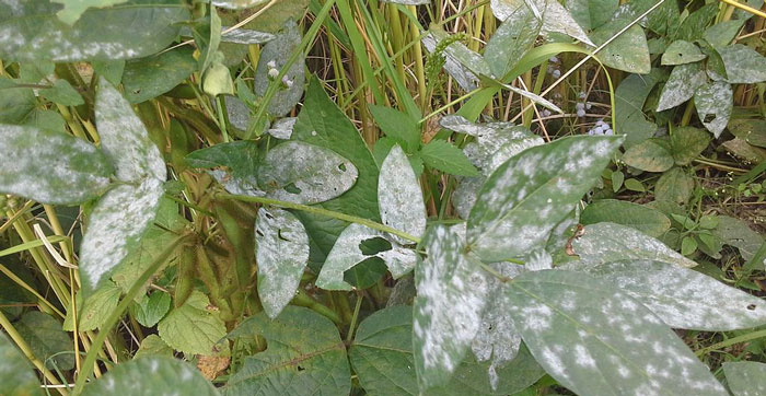 powdery mildew