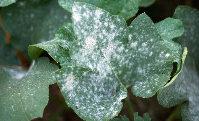 powdery mildew look