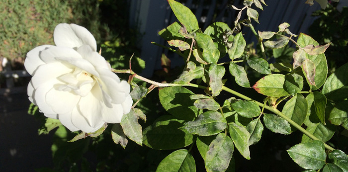 powdery mildew on rose