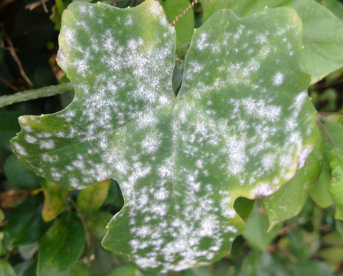 powdery mildew on buds