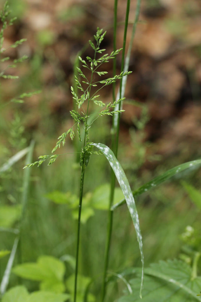 powdery mildew on grass