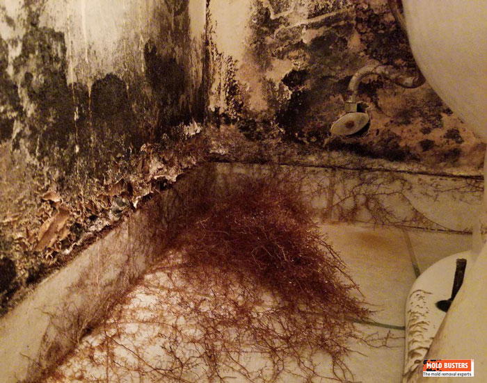 black mold and Mycelium growth