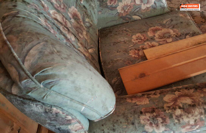 black mold on sofa