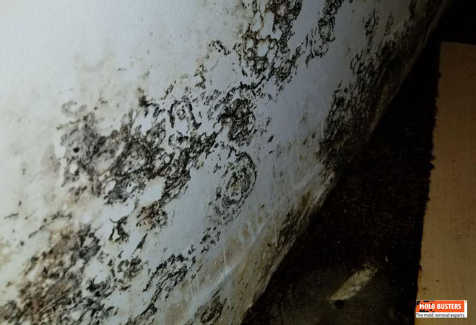 Black mold spreading on wall