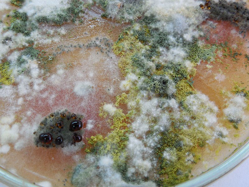 Petri dish: mixture of Trichoderma Cladosporium Penicillium