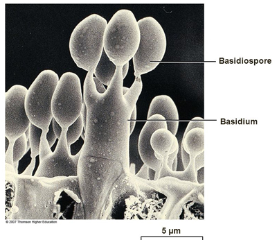 basidiospore basidium