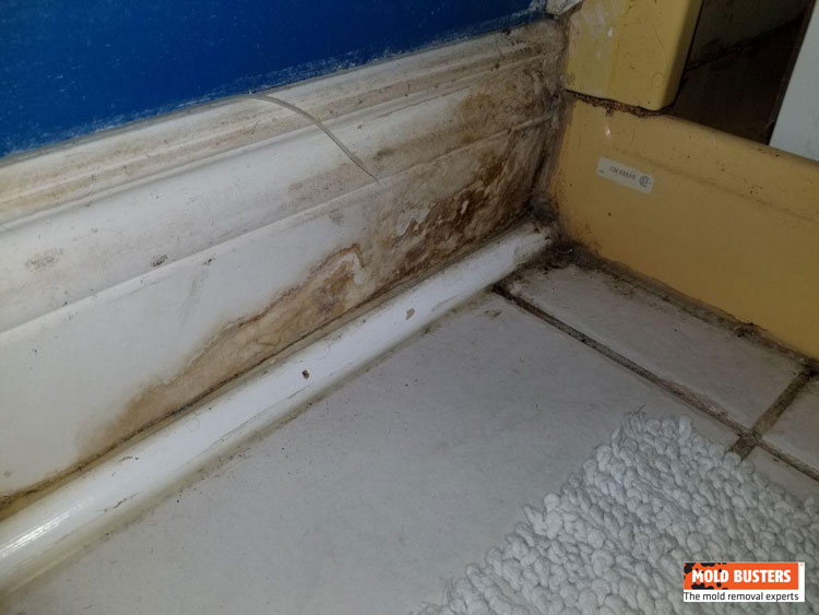 bathroom mold