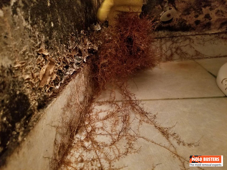 black mold and mycelium growth in bathroom