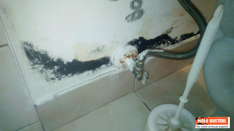De la moisissure noire cachée sur un mur derrière des toilettes