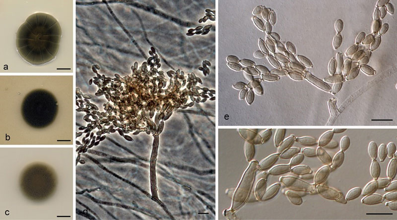 cladosporium caprifimosum morphology