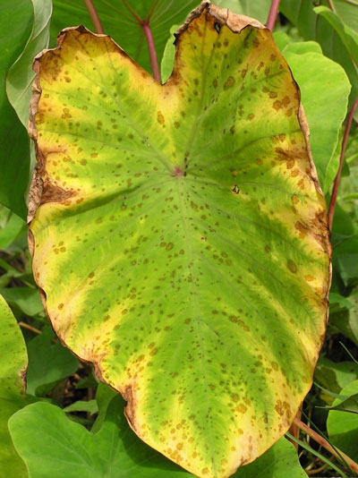 cladosporium leaf spot