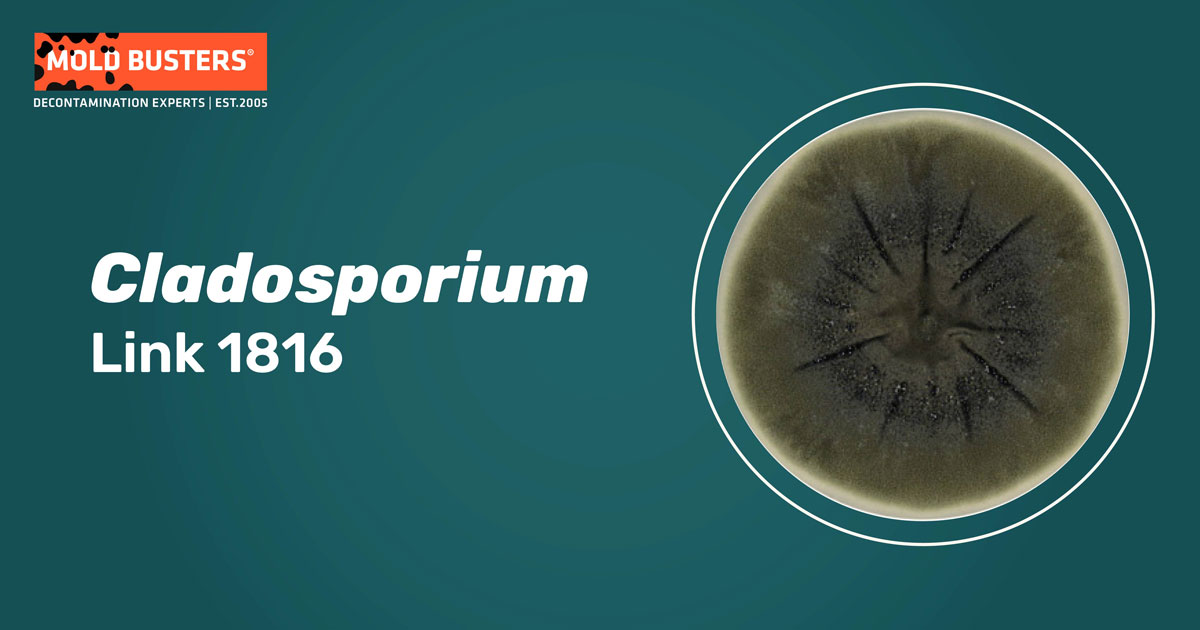 Cladosporium Cladosporium