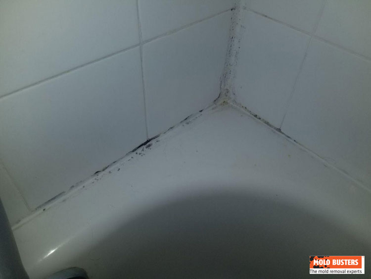 mold in shower caulking