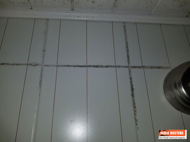 mold in shower grout
