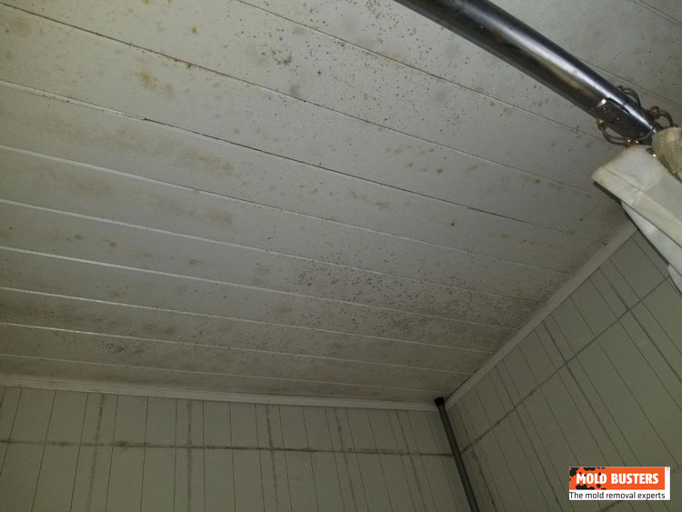 Bathroom Mold How To Remove Mold In Bathroom Mold Busters